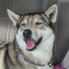 Kitty Hawk the sleddog.